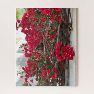 Rote Bougainvillea, Burlingame Puzzle