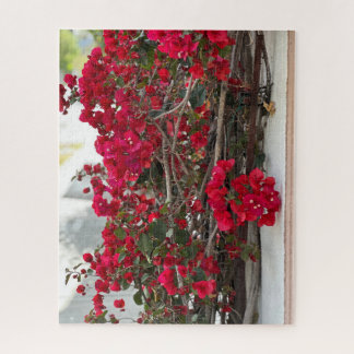 Rote Bougainvillea, Burlingame Puzzle