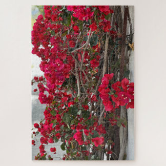 Rote Bougainvillea, Burlingame Puzzle