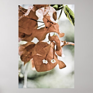 Rote Bougainvillea Poster
