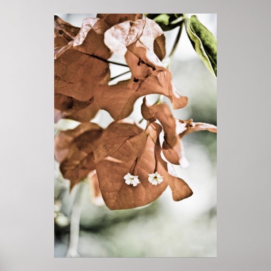 Rote Bougainvillea Poster (Vorne)