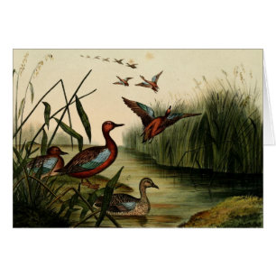 Rote Breasted aquamarine Ente