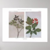 Rote Brombeere (Blume und Obst) - Actaea rubra Poster (Vorne)