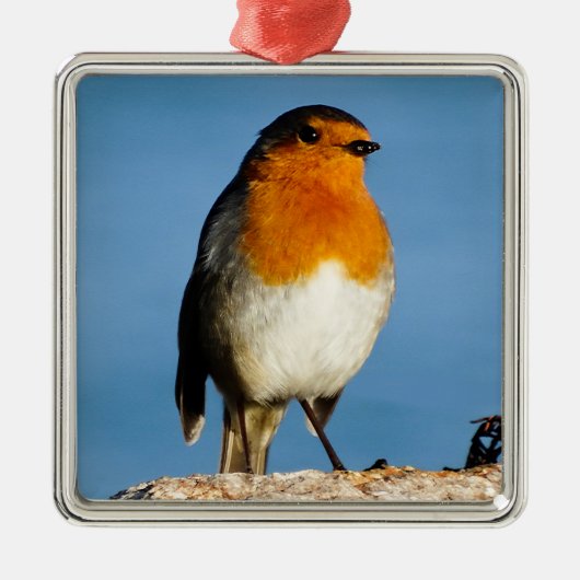 Rote Brust für Premium Square Ornament (Vorne)