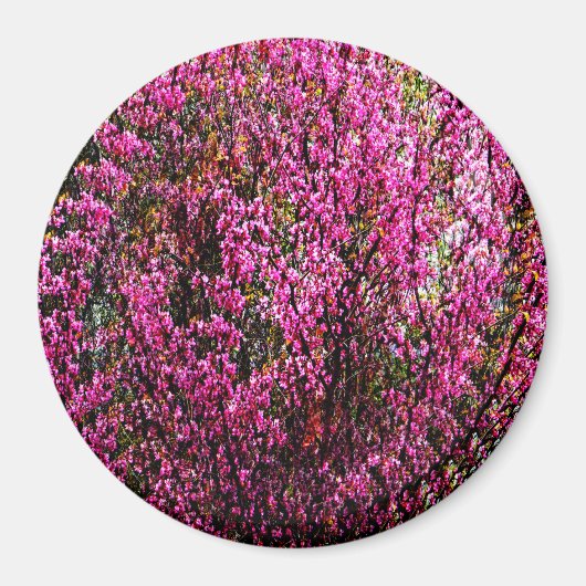 Rote Bud Blume...... Magnet (Vorne)