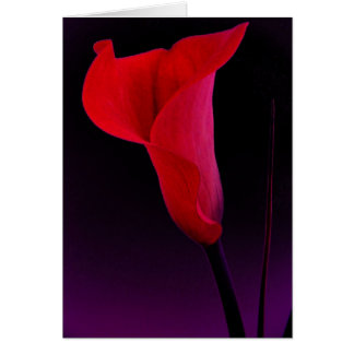Rote Calla-Lilie