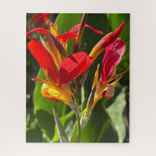 Rote Cannalilie, Oakland Puzzle