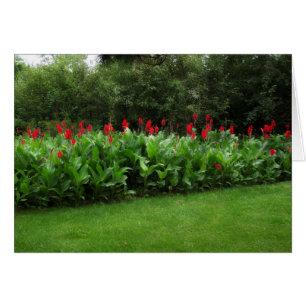 ROTE CANNAS ~ GRÜN NORTHWOODS ~ GARTEN-KARTEN
