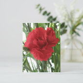Rote Carnation Postkarte (Stehend Vorderseite)