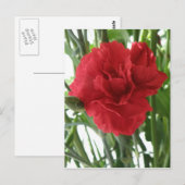 Rote Carnation Postkarte (Vorne/Hinten)