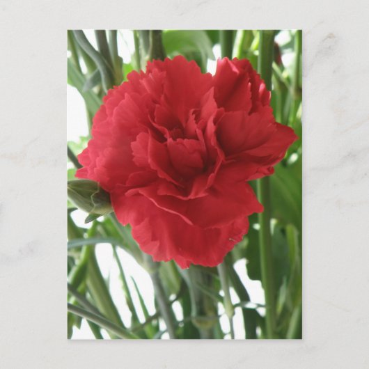 Rote Carnation Postkarte (Vorderseite)