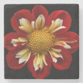 Rote Collarette-Dahlie auf schwarzem Blumenmuster Steinuntersetzer (Vorderseite)