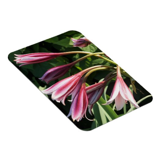 Rote Crinum Lily Magnet (Rechte Seite)