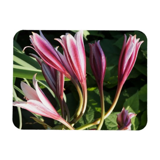 Rote Crinum Lily Magnet (Horizontal)