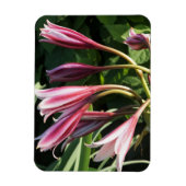 Rote Crinum Lily Magnet (Vertikal)