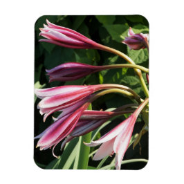 Rote Crinum Lily Magnet