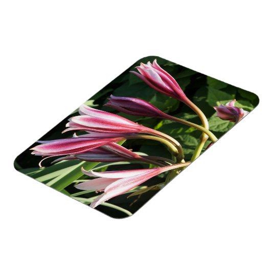 Rote Crinum Lily Magnet (Linke Seite)