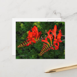 Rote Crocosmia Lucifer Coppertips Blume Postkarte