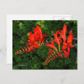 Rote Crocosmia Lucifer Coppertips Blume Postkarte (Vorne/Hinten)