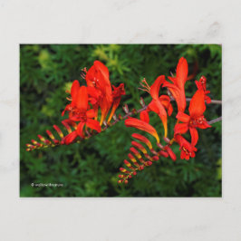 Rote Crocosmia Lucifer Coppertips Blume Postkarte