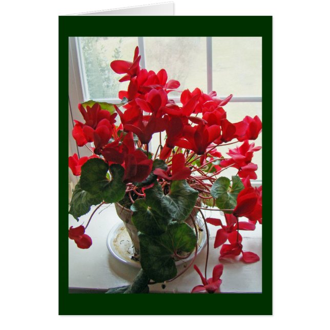 Rote Cyclamen-Blume (Vorne)