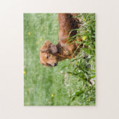 Rote Dackel Puzzle (Vertikal)