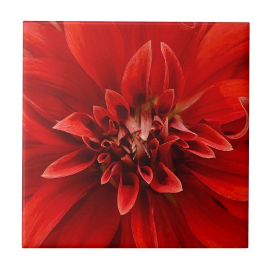 Rote Dahlia-Blume Fliese (Vorderseite)
