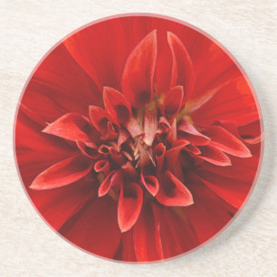 Rote Dahlia-Blume Getränkeuntersetzer
