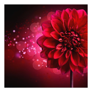 Rote Dahlia-Fotoabzug Fotodruck