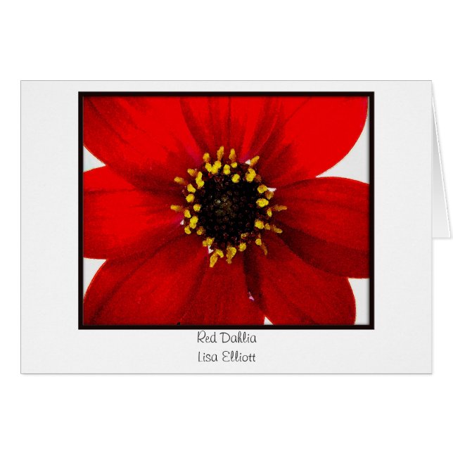 Rote Dahlie (Vorderseite (Horizontal))