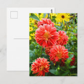 Rote Dahlien Postkarte (Vorne/Hinten)