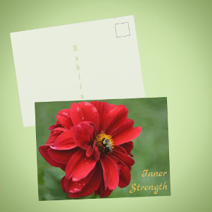 Rote Dahlienblume und Hummel Fotografie Postkarte