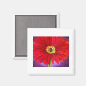 Rote Daisy Gerber Blume Malerei Art - Multi Magnet (Vorderseite/Rückseite)