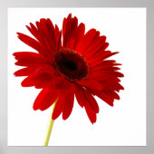 Rote Dame Poster (Vorne)