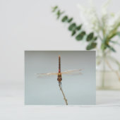 Rote Drachenfliege Stillwater Wildlife Refugium Fa Postkarte (Stehend Vorderseite)