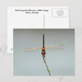 Rote Drachenfliege Stillwater Wildlife Refugium Fa Postkarte (Vorne/Hinten)