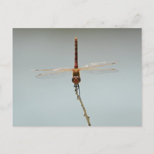 Rote Drachenfliege Stillwater Wildlife Refugium Fa Postkarte (Vorderseite)