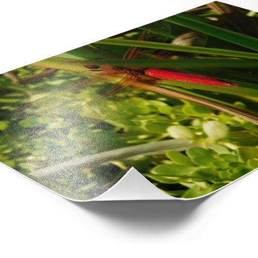 Rote Dragonfly Fotodruck (Ecke)