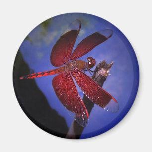 Rote Dragonfly Magnet