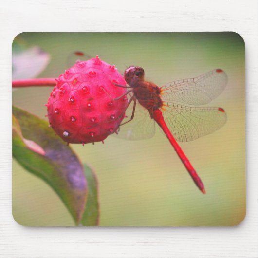 Rote Dragonfly-Natur Mousepad (Vorne)