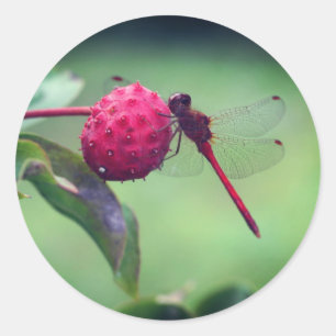 Rote Dragonfly-Natur Runder Aufkleber