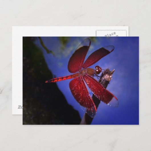 Rote Dragonfly Postkarte (Vorne/Hinten)