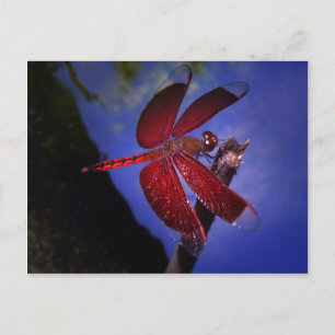 Rote Dragonfly Postkarte