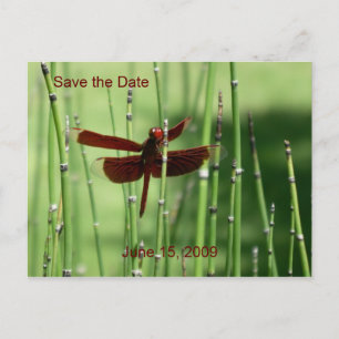 Rote Dragonfly Postkarte