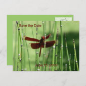 Rote Dragonfly Postkarte (Vorne/Hinten)