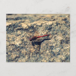 Rote Dragonfly Postkarte
