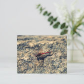 Rote Dragonfly Postkarte (Stehend Vorderseite)