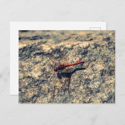 Rote Dragonfly Postkarte (Vorne/Hinten)