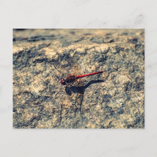 Rote Dragonfly Postkarte (Vorderseite)