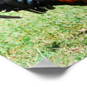 Rote Dschungelvögel Kauai Hawaii Poster (Ecke)